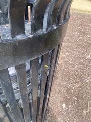 Vespula