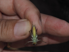 Platycleis albopunctata