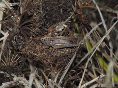 Platycleis albopunctata
