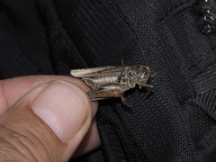 Platycleis albopunctata