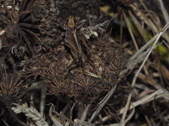 Platycleis albopunctata