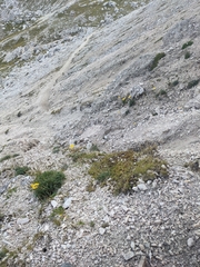 Papaver alpinum