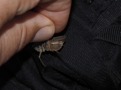 Platycleis albopunctata