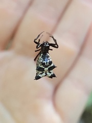 Micrathena gracilis