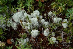 Media resource of Cladonia stellaris