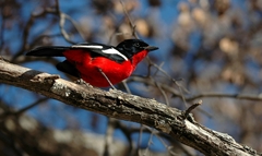 Laniarius atrococcineus
