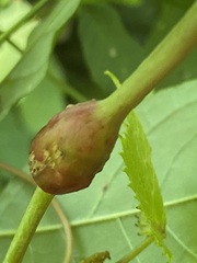 Neolasioptera vitinea