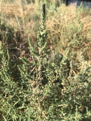Bassia scoparia