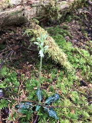 Goodyera oblongifolia
