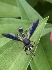 Physocephala tibialis