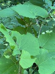 Neolasioptera vitinea