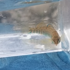 Etheostoma caeruleum