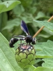 Physocephala tibialis
