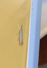 Agriphila straminella