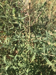 Bassia scoparia