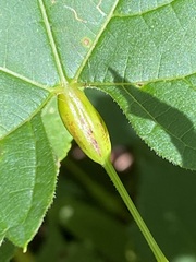 Neolasioptera vitinea