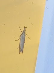 Agriphila straminella