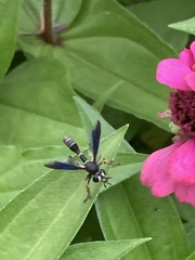 Physocephala tibialis