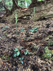 Goodyera oblongifolia