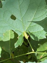 Neolasioptera vitinea