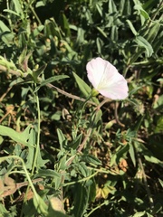 Convolvulus arvensis
