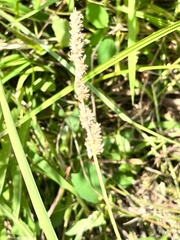 Carex vulpinoidea