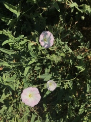 Convolvulus arvensis