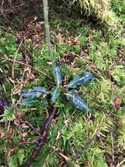 Goodyera oblongifolia
