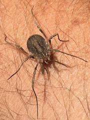 Odiellus spinosus