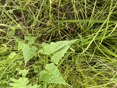Mikania scandens