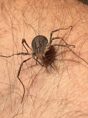 Odiellus spinosus