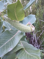 Asclepias speciosa