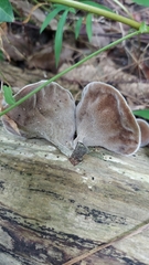 Auricularia polytricha