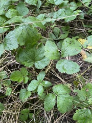 Geum