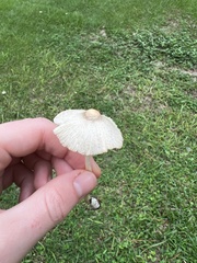 Leucocoprinus cepistipes