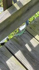 Anolis carolinensis