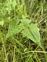 Mikania scandens