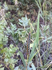 Hyles euphorbiae