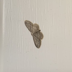 Idaea seriata