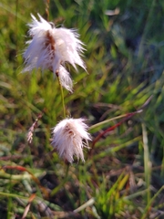Eriophorum vaginatum
