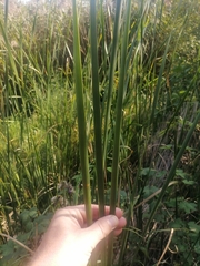 Typha angustifolia