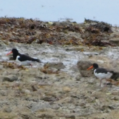 Haematopus ostralegus