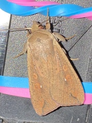 Mythimna unipuncta