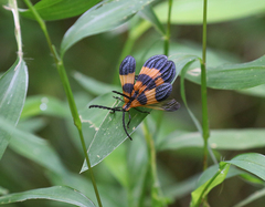 Calopteron terminale