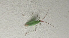 Trigonotylus caelestialium