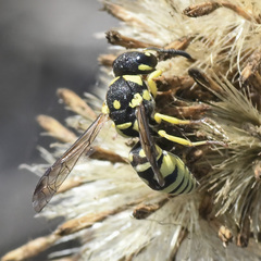 Stenodynerus cochisensis