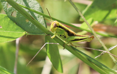 Melanoplini