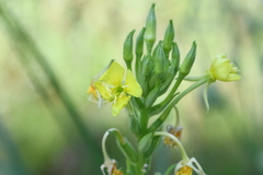 Oenothera
