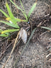 Bulimulus bonariensis