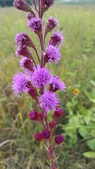 Liatris ligulistylis